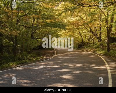 Tree tunnel over the road through Smugglers Notch leading to Stowe in the fall Stock Photo