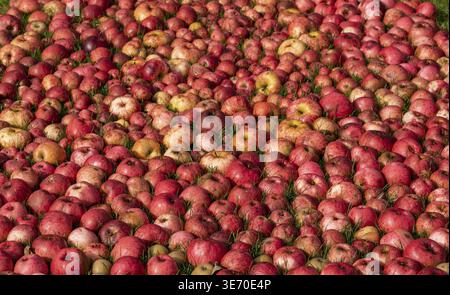 Hundreds of apples laying on the ground after a bumper harvest Stock Photo