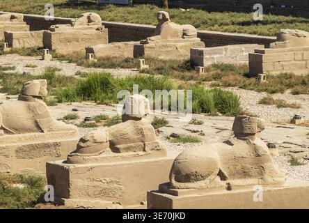 Ancient paved road in Luxor Egypt with remnants of sphinxes lining the sides, modern buildings in the background Stock Photo