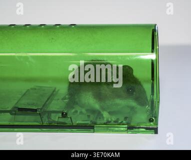 Green humane mousetrap with a captured field mouse Stock Photo