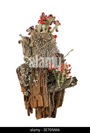 Cutout of Cladonia cristatella or British Soldiers Lichen growing on old wooden fence post in West Virginia against white background Stock Photo