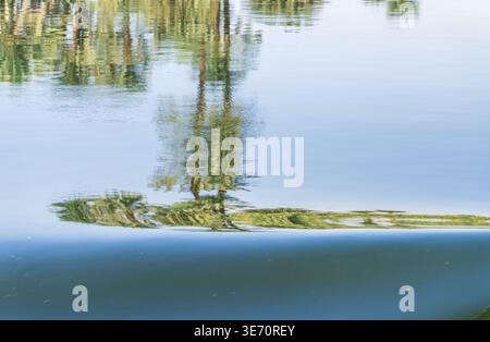 Palm tree by river Nile, its reflection distorted by gentle ripples creating an abstract pattern on the water's surface Stock Photo
