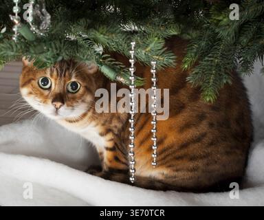 Bengal kitten sleeping under an xmas tree Stock Photo