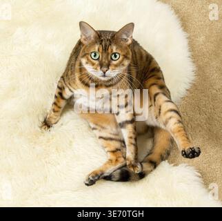 Orange and brown bengal kitten cat playing on a wool rug Stock Photo