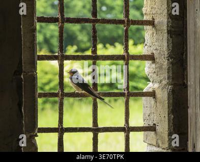 Barn Swallow perched on iron grating of an old window in cellar of a 13th Century fortified manor house in Shropshire England Stock Photo