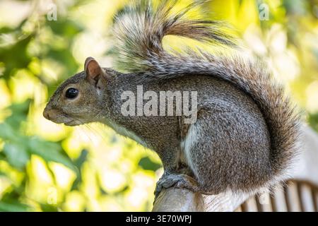 Eastern gray squirrel (Sciurus carolinensis) perched on a bench at the Atlanta Botanical Garden in Atlanta, Georgia. (USA) Stock Photo