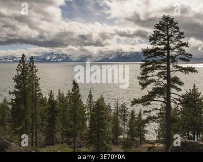 Pine and fir trees by Lake Tahoe in stormy spring day with snow on the distant Sierra Nevada Mountains Stock Photo