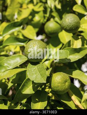 Hybrid fruit tree against bright blue sky growing both oranges and lemons on the same branch Stock Photo