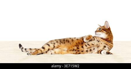 Young bengal cat or kitten lying back and resting on bed or cushion Stock Photo