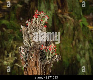 Composite of Cladonia cristatella or British Soldiers Lichen growing on old wooden fence post in West Virginia against forest background Stock Photo