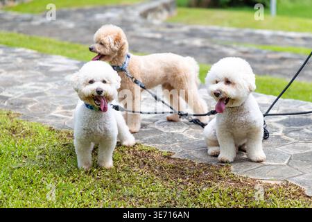 Three fluffy Bichon Frise dogs standing on stone path in green park. Small pets on leashes panting with tongues out during walk. Professional grooming Stock Photo