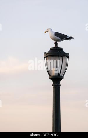 Single seagull or gull standing on a cast iron street light with the soft ones of a sunset sky in the background Stock Photo