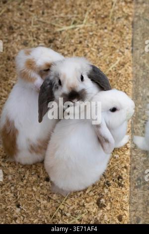 Group of cute baby rabbits sitting together on hay, close-up Stock Photo