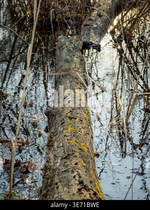 Fallen tree trunk covered in moss lying in shallow wetland water with reflections and reeds in natural woodland marsh habitat Stock Photo