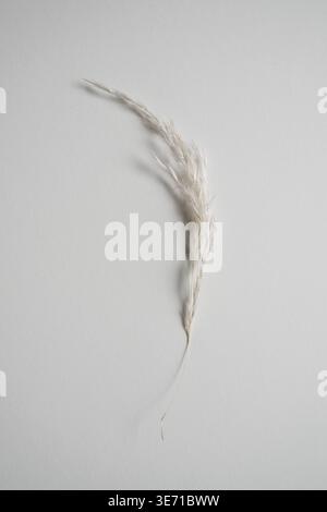 Minimal dried grass on neutral background soft light botanical aesthetic simple organic composition copy space Stock Photo