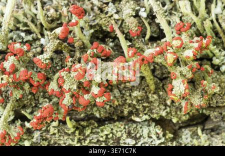 Cladonia cristatella or British Soldiers Lichen growing on old wooden fence in West Virginia Stock Photo
