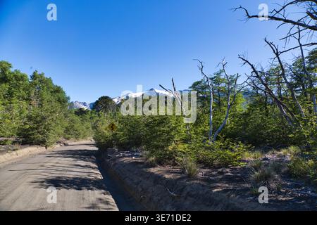 Dirt Park Road Through Green Scrub With Distant Snow-Capped Mountains Under Clear Blue Sky Stock Photo