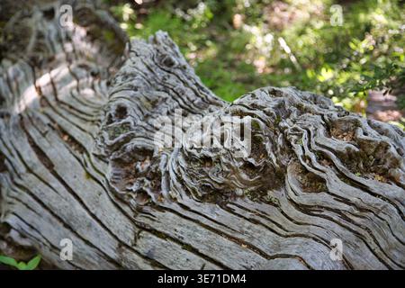 Close-Up Of Weathered Tree Trunk With Textured Grain And Knot In A Chilean Park Stock Photo
