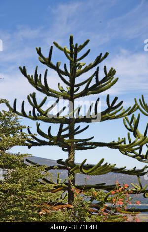 Araucaria Tree (Monkey Puzzle / Chilean Pine) In A Park With Lake And Sky Background Stock Photo