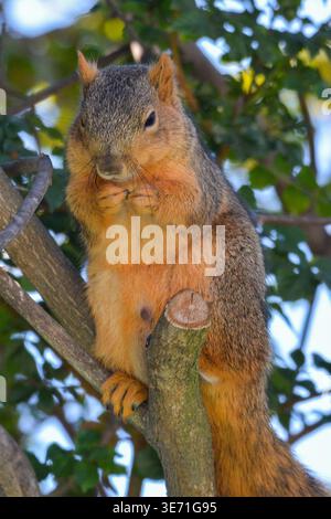 Wild squirrel sitting on tree branch holding food in natural woodland environment Stock Photo