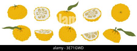 Set of yuzu citrus fruits slices and leaves arranged in hand drawn japanese style vector illustration isolated ideal for ingredient icon pack food Stock Vector