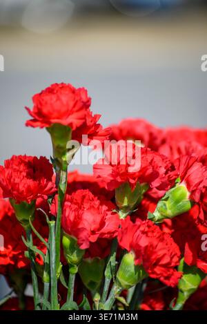 Bunch of fresh red carnations in bright sunlight The Concept of Passion Stock Photo