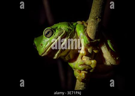 Australian Green Tree Frog - Ranoidea caerulea, beautiful green large frog native to the forests and bushes of Australia, Queensland. Stock Photo