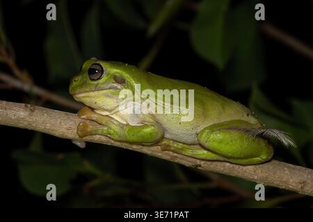 Australian Green Tree Frog - Ranoidea caerulea, beautiful green large frog native to the forests and bushes of Australia, Queensland. Stock Photo