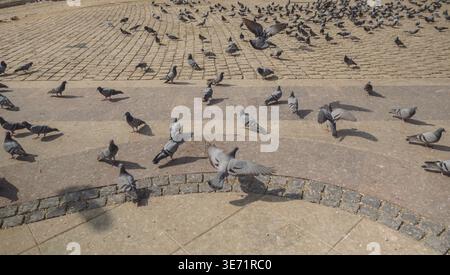 Group of pigeons on patterned stone plaza, some walking and others in mid-flight. Stock Photo