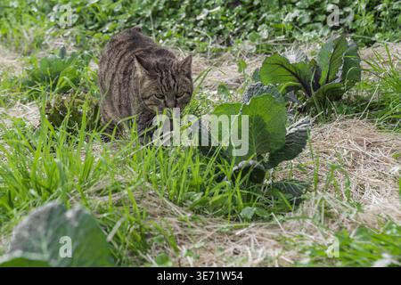 Portrait of a tabby cat in a kitchen garden Stock Photo