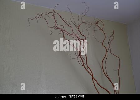 Dry decorative branches placed against a light textured wall in a minimalist interior. Natural shapes create an abstract composition with soft shadows Stock Photo