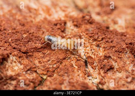 Termite worker crawling on damaged wood, representing pest control, home infestation, and structural damage issues. Thailand photography, no generativ Stock Photo