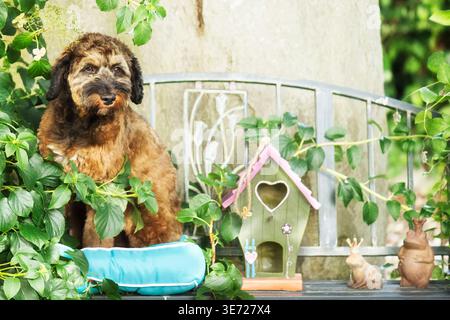 Portrait of a Cockapoo at home in the garden Stock Photo