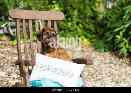Portrait of a Cockapoo at home in the garden Stock Photo