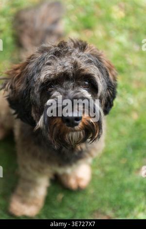Portrait of a Cockapoo Stock Photo