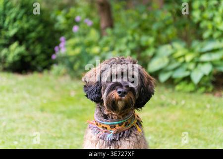 Portrait of a Cockapoo at home in the garden Stock Photo