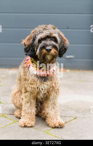 Portrait of a young Cockapoo on the terrace Stock Photo