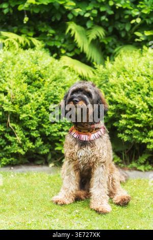 Portrait of a Cockapoo at home in the garden Stock Photo