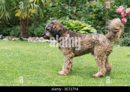 Cockapoo at home in the garden Stock Photo