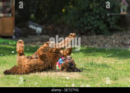 Cockapoo has fun in the sunny garden Stock Photo