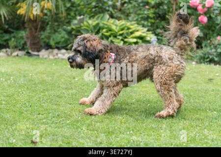 Cockapoo at home in the garden Stock Photo