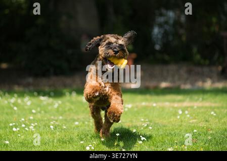Cockapoo has fun in the sunny garden Stock Photo