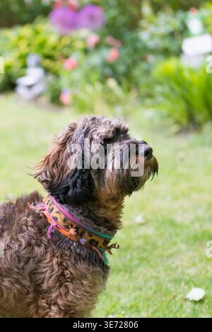 Portrait of a Cockapoo at home in the garden Stock Photo