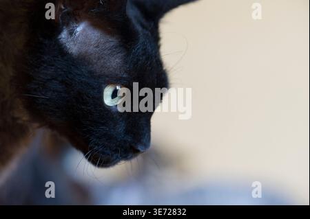 Portrait of a black Devon Rex cat Stock Photo