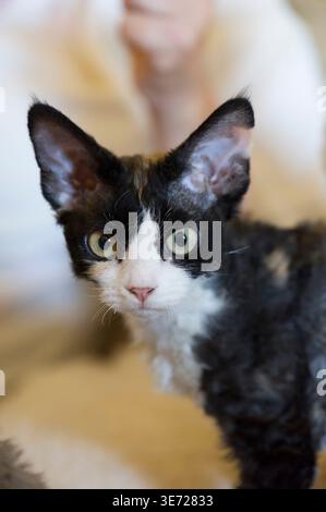 Portrait of a young tricolored Devon Rex cat Stock Photo