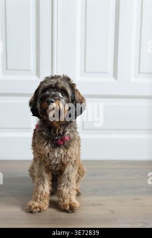 Portrait of a Cockapoo Stock Photo
