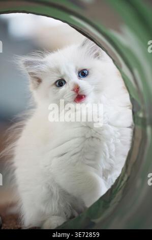 Curious Ragdoll kitten in a play tunnel Stock Photo