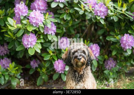 Cockapoo in the garden in front of blooming azaleas Stock Photo