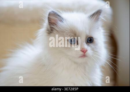 Portrait of a Ragdoll kitten Stock Photo