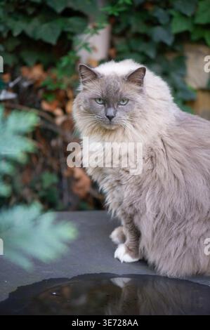 Ragdoll cat on the terrace Stock Photo